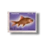 Wildlife series Fishes Major Indian Carp