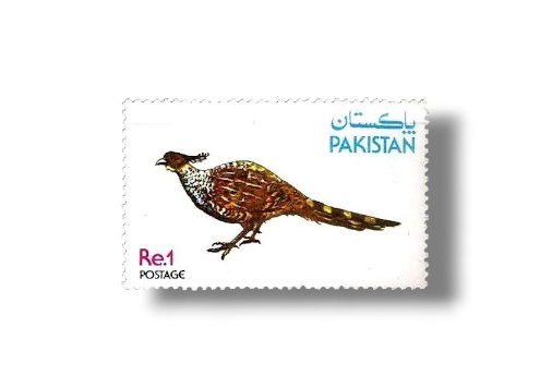 Wild Life Series Cheer Pheasant