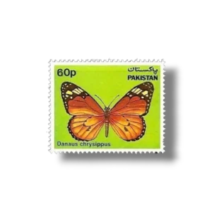 Butterflies African Monarch Danaus chrysippus