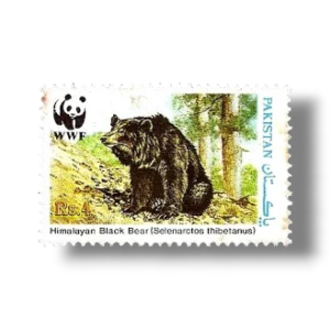 Wildlife protection Asiatic Black Bear Ursus thibetanus