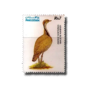Wildlife protection Houbara Bustard (Chlamydotis undulata)