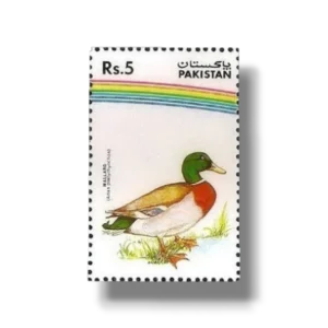 Water Birds Mallard