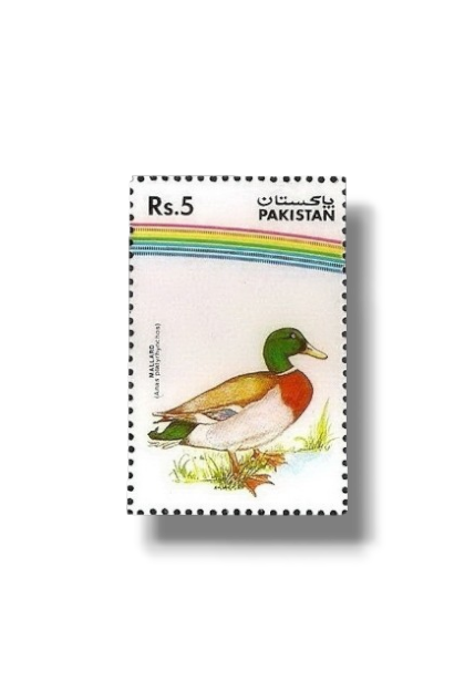 Water Birds Mallard