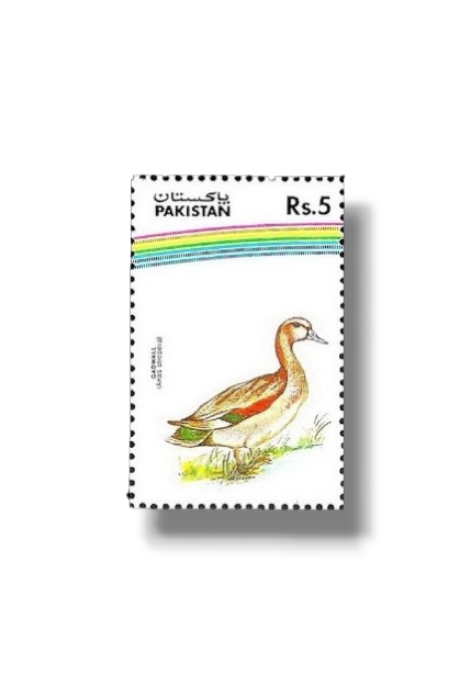 Water Birds Gadwal