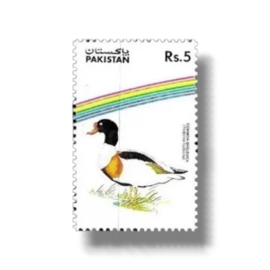 Water Birds Common Shelduck