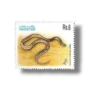 Common Krait (Bungarus caeruleus)
