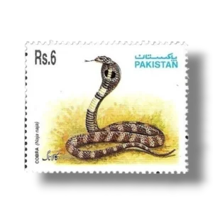 Indian Cobra (Naja naja)