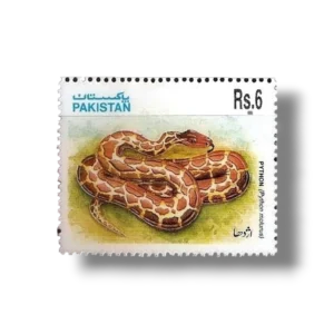 Indian Rock Python (Python molurus)