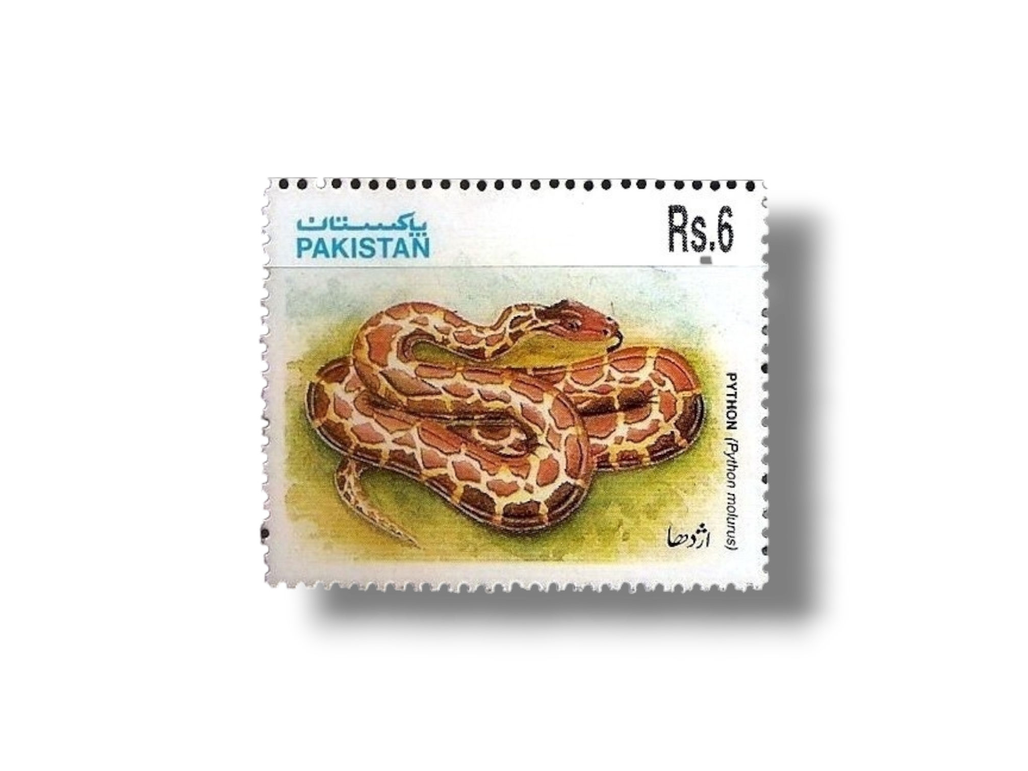 Indian Rock Python (Python molurus)