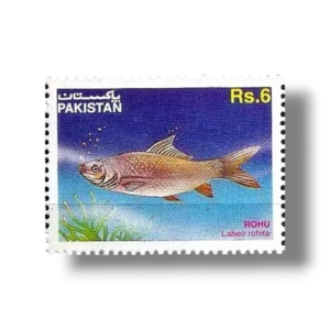 Indian Grass Carp Labeo rohita