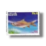 Indian Grass Carp Labeo rohita