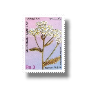 Yarrow