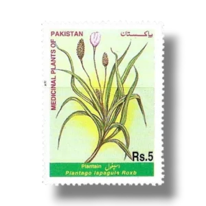 Medicinal Plants Plantain Plantago ispagula