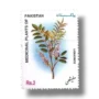 Medicinal Plants Liquorice