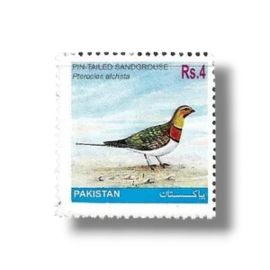 Pin-tailed Sandgrouse Pterocles alchata