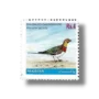 Pin-tailed Sandgrouse Pterocles alchata