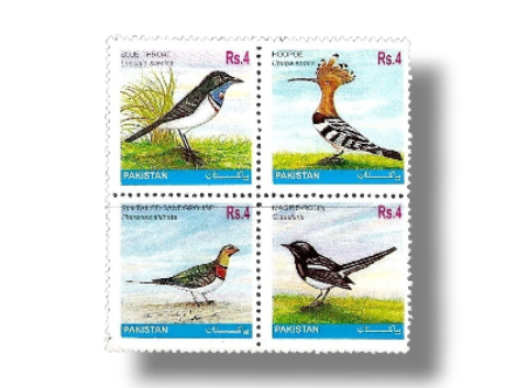Oriental Magpie-robin