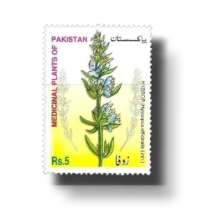 Medicinal Plants of Pakistan Hyssop