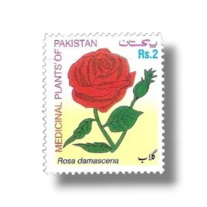 MEDICINAL PLANTS OF PAKISTAN SERIES ROSA DAMASCENE Rose Gul e Surkh