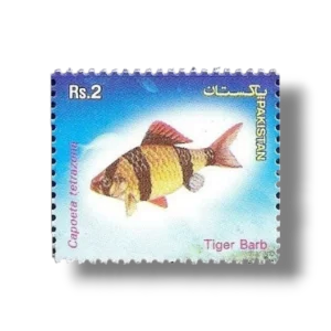 Popular Aquarium Varieties of Tropical fish Tiger Barb (Barbus tetrazona)