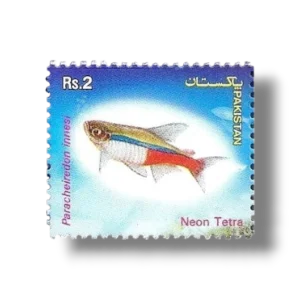 Popular Aquarium Varieties of Tropical fish Neon Tetra (Paracheirodon innesi)