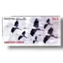 Birds Siberian Crane (Grus leucogeranus)