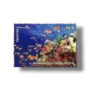 The Arabian Sea Coral Reefs