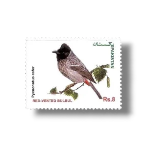 Red-vented Bulbul Pycnonotus cafer