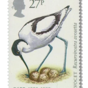 Pied avocet ('Avocet')