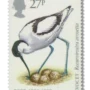 Pied avocet ('Avocet')