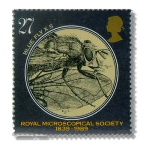 Calliphora erythrocephala (fly) (x5)