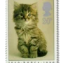 Kitten (Felis silvestris catus)