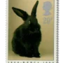 Domestic Rabbit (Oryctolagus cuniculus domesticus)