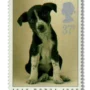 Puppy (Canis lupus familiaris)