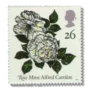 1991 GB1569 "Rosa" Mme Alfred Carri?re
