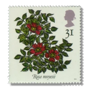 1991 GB1570 Rosa moyesii