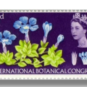 Spring Gentian