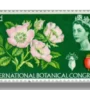 International Botanical Congress Dog Rose