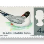 Black-headed Gull (Larus ridibundus)
