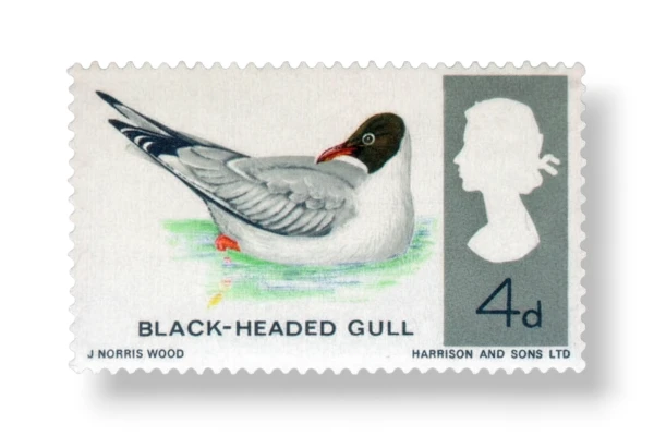 Black-headed Gull (Larus ridibundus)