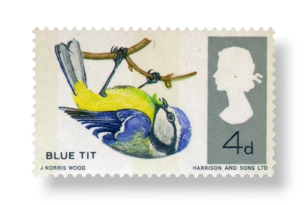 Blue Tit (Parus caeruleus)
