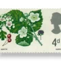 Hawthorn and Bramble