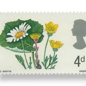 Coltsfoot