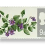 Dog Violet