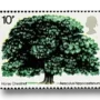 Horse Chestnut