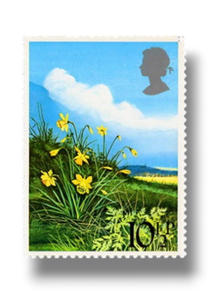 Daffodil