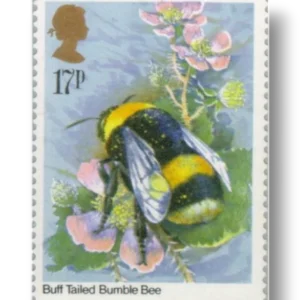 Buff-tailed