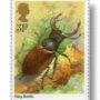 Stag Beetle