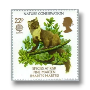 Pine Marten